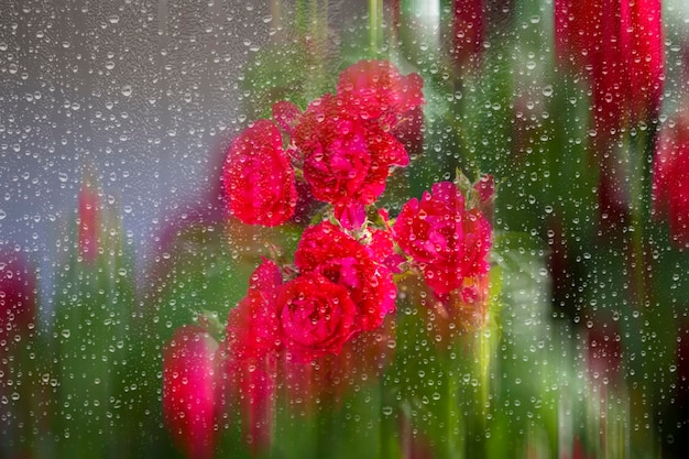 Lindas flores rosas atrás do vidro com gotas de chuva.