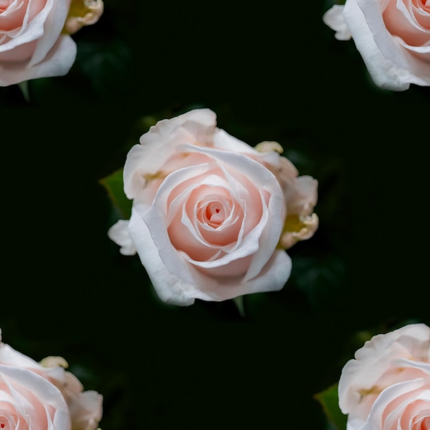 Foto lindas flores rosas brancas. padrão sem emenda de rosas florescendo. fundo natural floral.