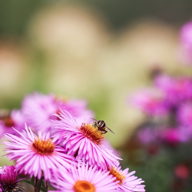 Lindas flores rosas de outono aster com uma abelha no jardim