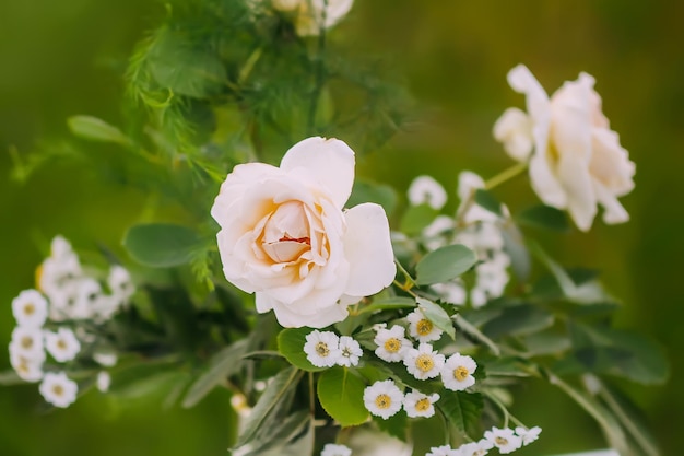 Lindas flores rosas fecham