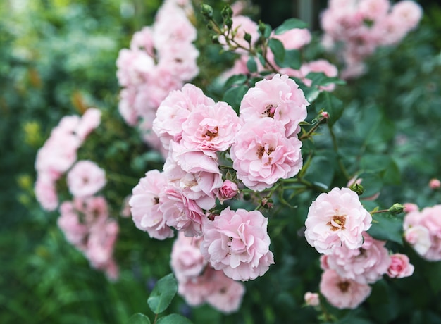 Lindas flores rosas no jardim