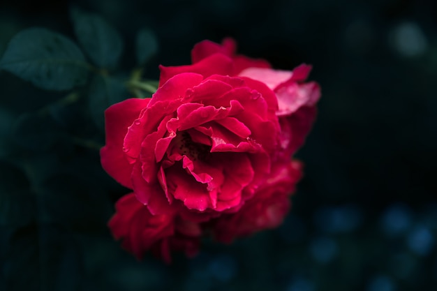 Lindas flores rosas no jardim