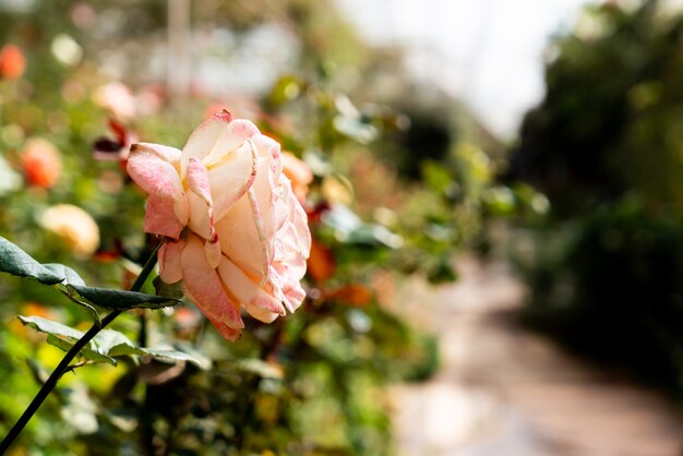 lindas flores rosas