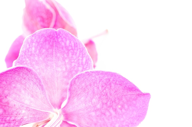 Lindas flores roxas da orquídea em fundo branco. Foco suave e borrado.