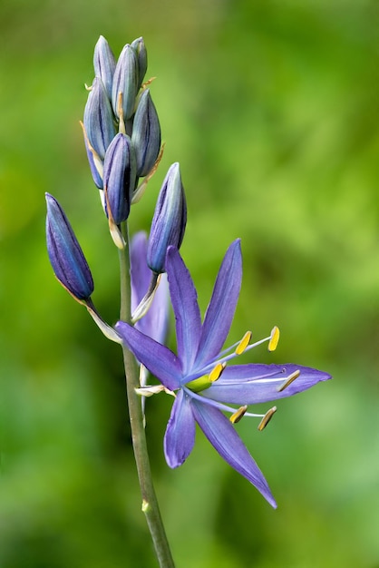 Lindas flores roxas de Camassia florescendo na parte ocidental da América do Norte