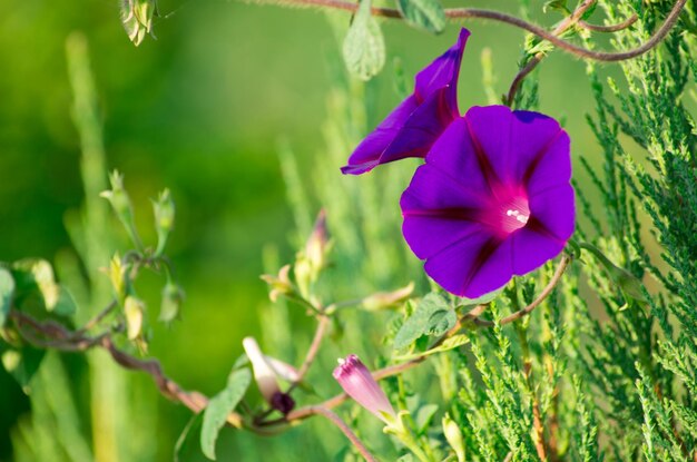 Lindas flores roxas em fundo verde