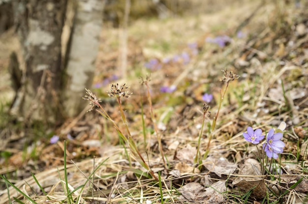 Lindas flores roxas hepatica folhas secas