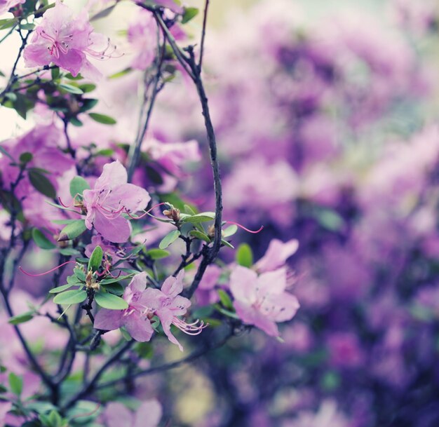 Lindas flores roxas no jardim