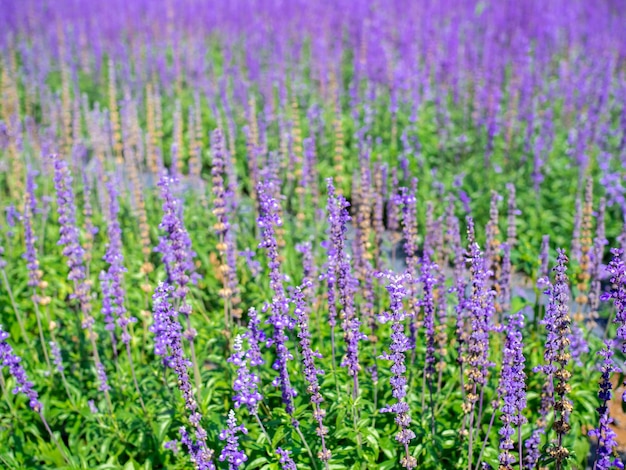 Lindas flores roxas no jardim