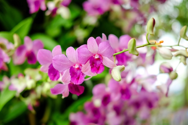Lindas flores roxas ou rosa de orquídeas Phalaenopsis no jardim.
