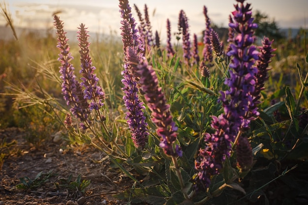 Lindas flores roxas selvagens ao pôr do sol fecham