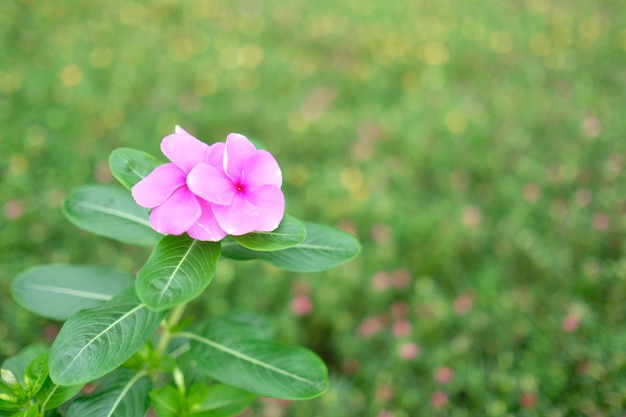 Lindas flores roxas