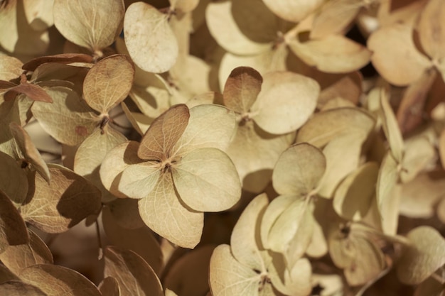 Lindas flores secas pétalas de hortênsia secas fecham cartaz elegante foco suave