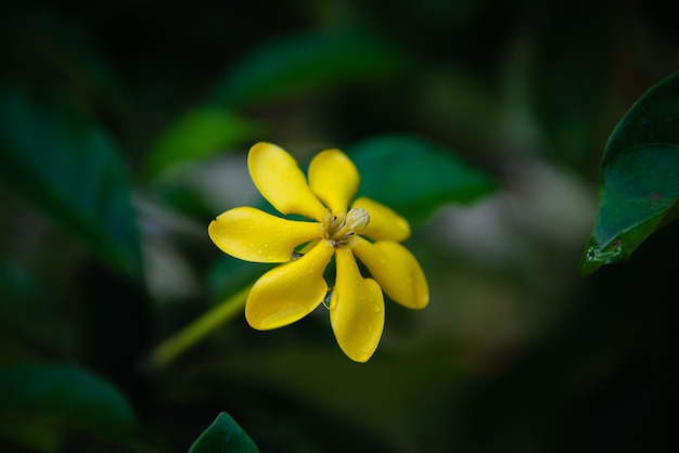 Lindas flores silvestres amarelas