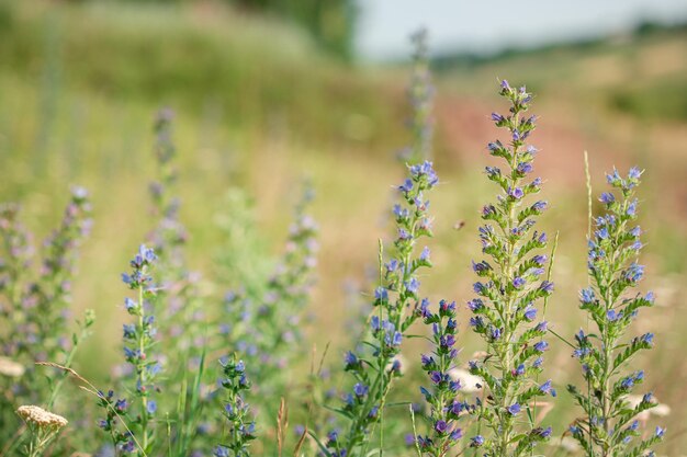 Lindas flores silvestres em um prado verde. Dia quente de verão. Carduus, Achilea, Salvia, Stachys.