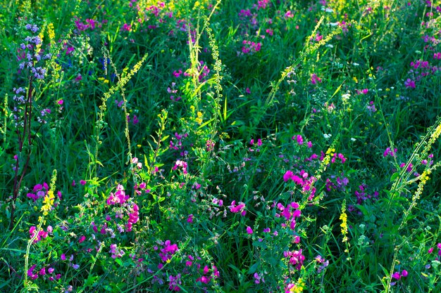 Lindas flores silvestres em um prado verde, noite de verão com um prado brilhante ao pôr do sol.