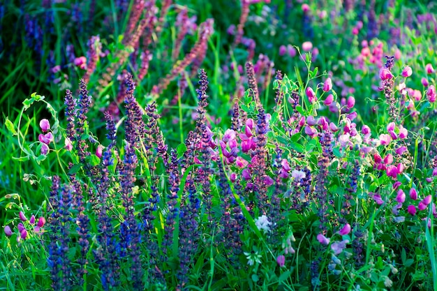 Lindas flores silvestres em um prado verde, noite de verão com um prado brilhante ao pôr do sol.