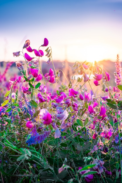 Lindas flores silvestres em um prado verde, noite de verão com um prado brilhante ao pôr do sol.