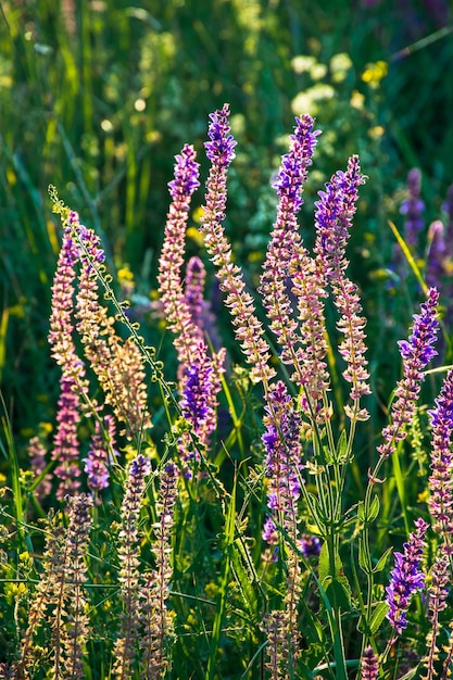 Lindas flores silvestres em um prado verde, noite de verão com um prado brilhante ao pôr do sol.