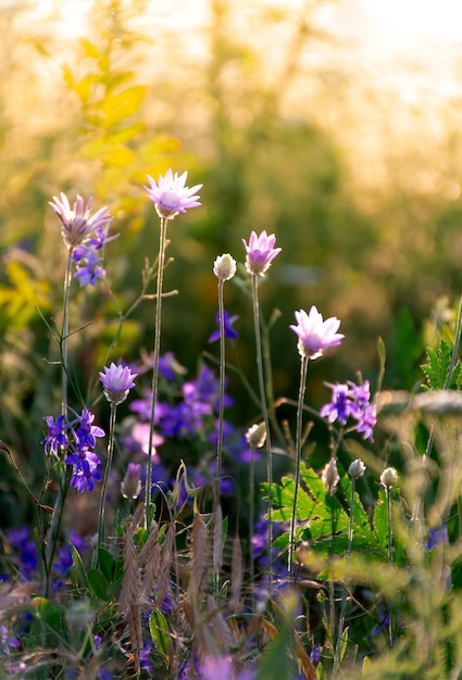 Lindas flores silvestres em um prado verde, noite de verão com um prado brilhante ao pôr do sol.