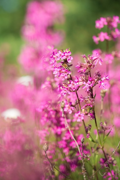 Foto lindas flores silvestres fundo verão natureza ivan chá floresce em um prado entre a floresta em um dia ensolarado de junho