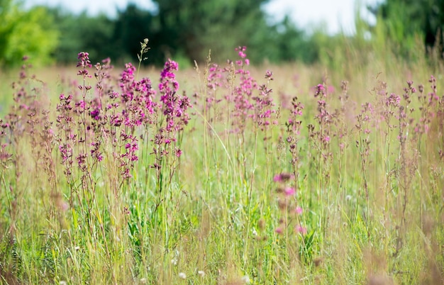 lindas flores silvestres fundo verão natureza Ivan chá floresce em um prado entre a floresta em um dia ensolarado de junho