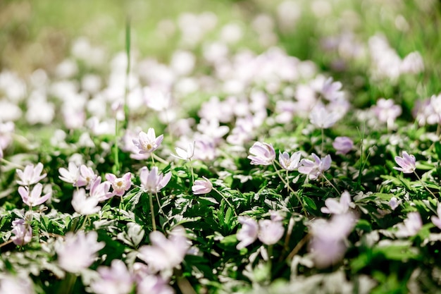 Lindas flores silvestres na floresta no início da primavera vista aproximada natureza incrível clima ensolarado