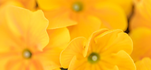 Lindas flores suaves de primavera verão cor amarela e laranja. Fundo de natureza de inspiração, flor