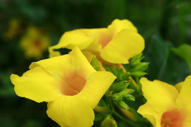 Lindas flores trompete dourado