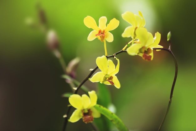 Lindas flores tropicais ao ar livre