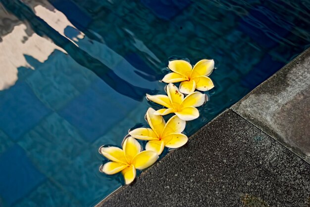 Lindas flores tropicais Plumeria na piscina