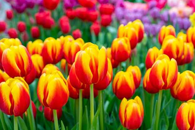 Lindas flores tulipas vermelhas. Fundo natural Tulipas de primavera.
