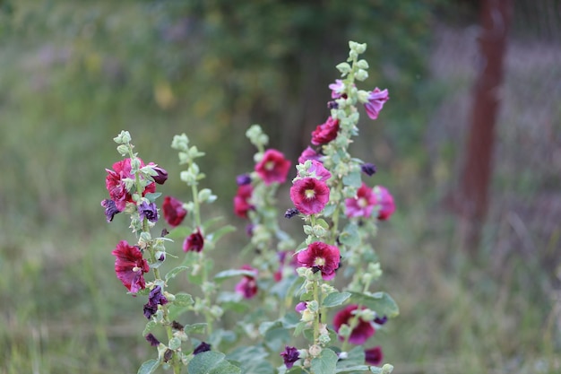 Lindas flores vermelhas crescem perto do jardim