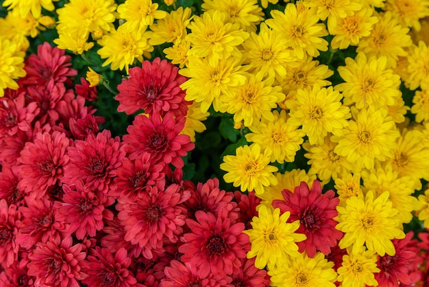 Lindas flores vermelhas e amarelas com fundo colorido de crisântemo vista superior