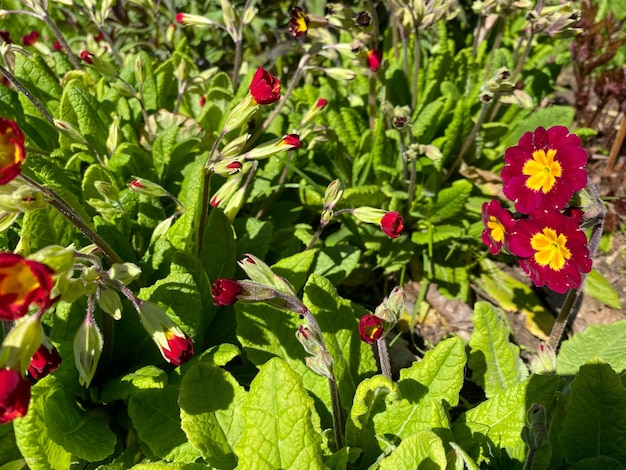 Lindas flores vermelhas em um canteiro de flores com plantas verdes frescas e grama