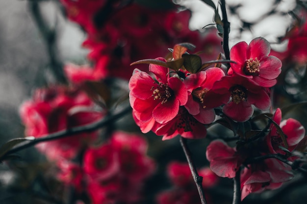 Lindas flores vermelhas em uma foto macro de estilo escuro