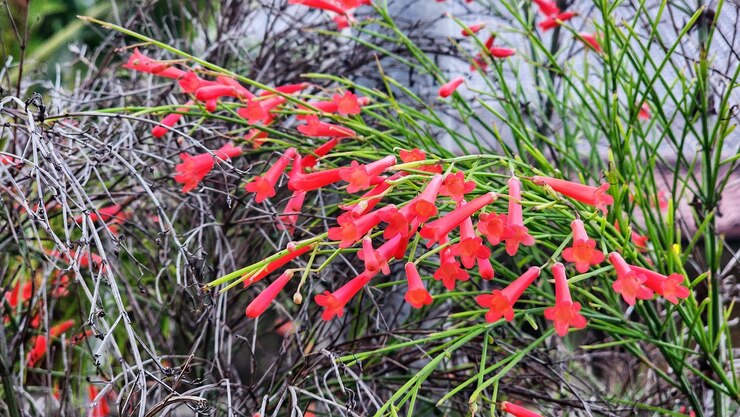 Foto lindas flores vermelhas no jardim foco seletivo natureza