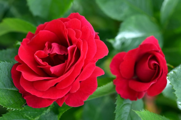 Lindas flores vermelhas rosas carmesim no jardim closeup