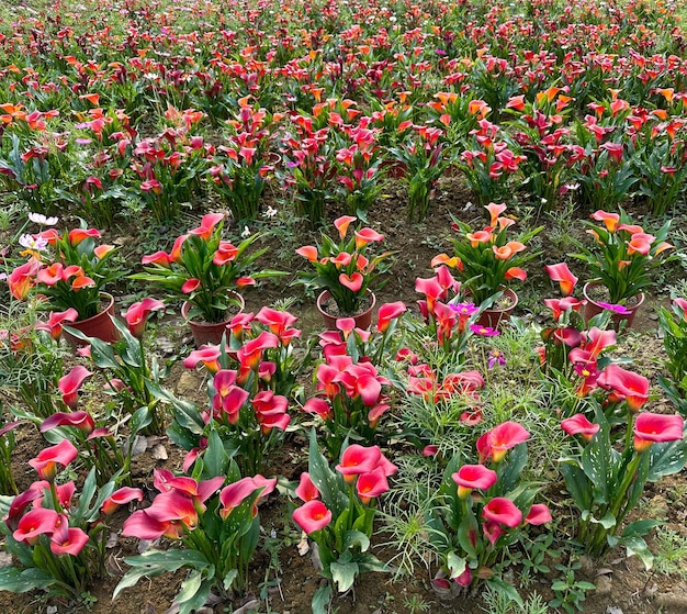 Lindas flores vermelhas Zantedeschia sob o sol