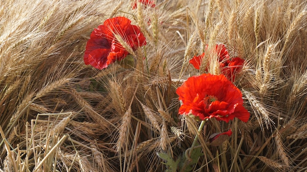 lindas flores vermelhas