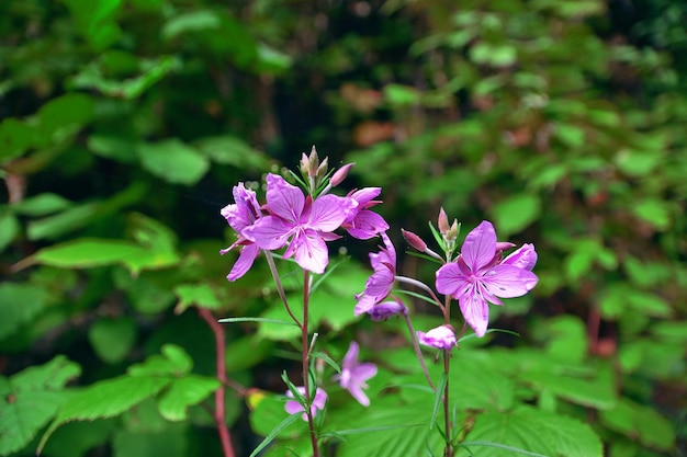 Lindas flores violetas de campo pequeno