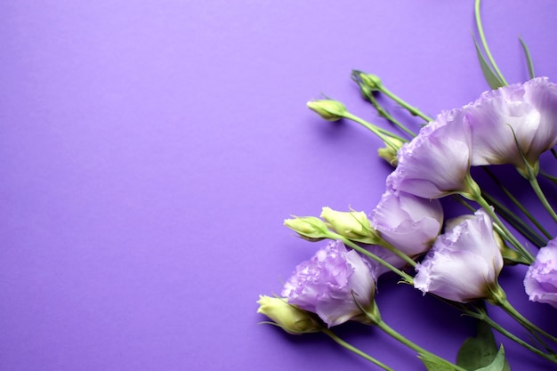 Lindas flores violetas eustoma (lisianthus) em plena floração com folhas de botões. buquê de flores sobre fundo roxo. copie o espaço