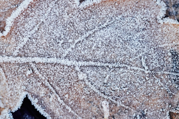 Lindas folhas caídas cobertas de geada