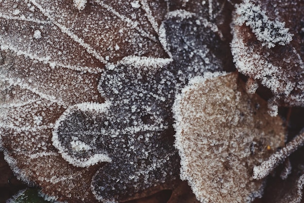 Lindas folhas caídas cobertas de geada