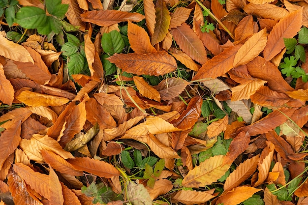 Lindas folhas coloridas de outono