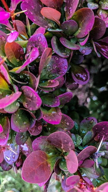 Lindas folhas cor de rosa com gotas de água