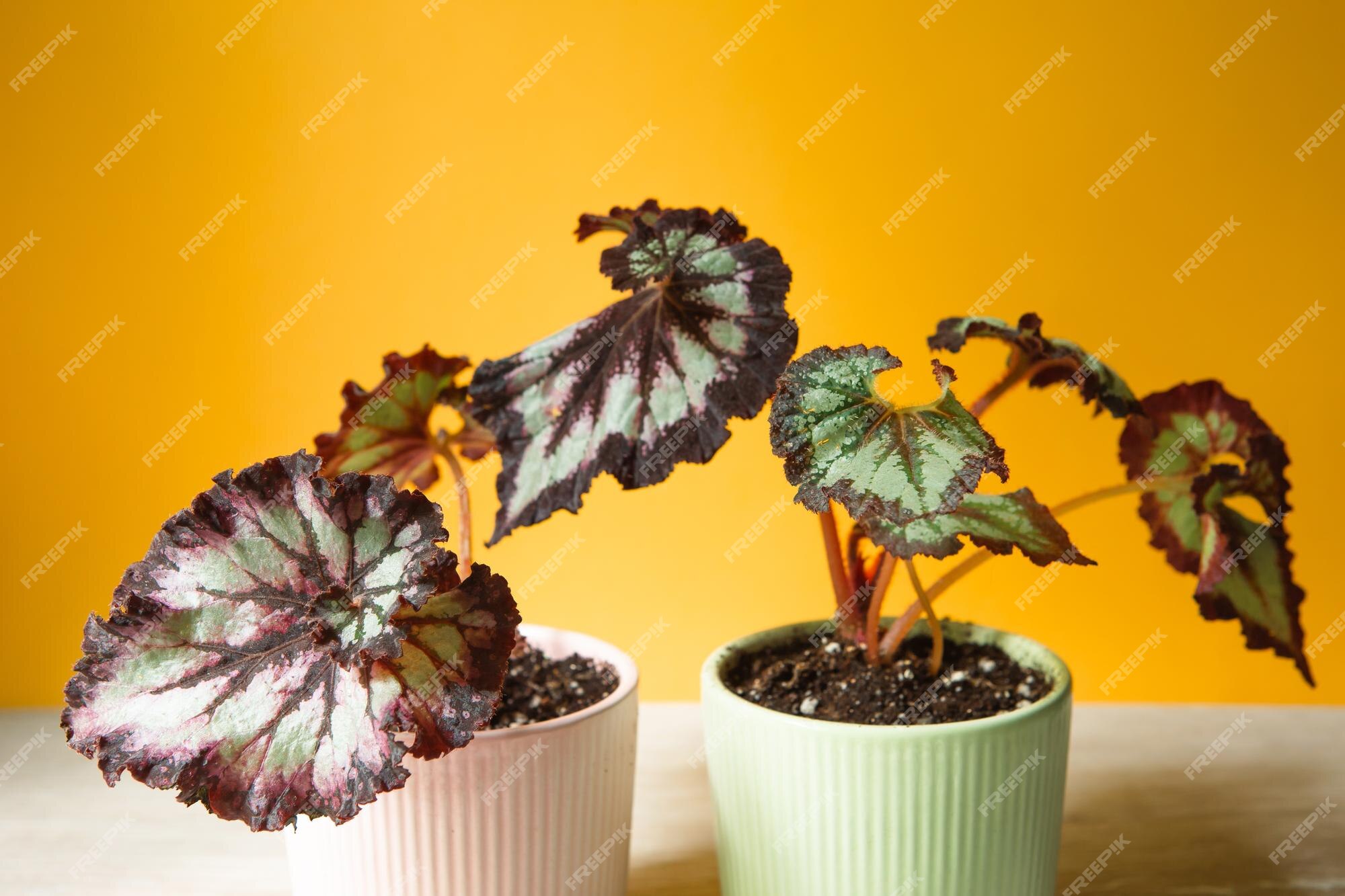 Lindas folhas de begônia decídua decorativa com um ornamento de close-up em  um vaso espaço para cópia cultivo de plantas de casa em vaso cuidado e  cultivo de decoração de casa verde |