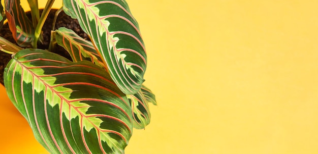 Lindas folhas de maranta com um ornamento em um fundo amarelo closeup A família Maranthaceae é uma planta despretensiosa Copiar espaço Crescer plantas de casa em vasos cuidados e cultivo de decoração de casa verde