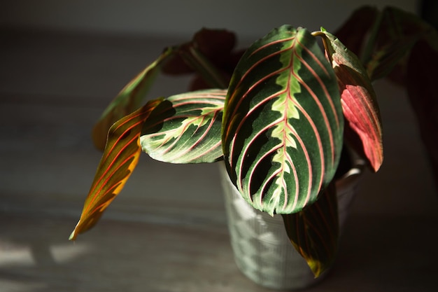 Lindas folhas de maranta com um ornamento em um fundo cinza closeup A família Maranthaceae é uma planta despretensiosa Copiar espaço Crescer plantas de casa em vaso cuidado e cultivo de decoração de casa verde