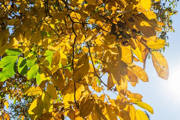 Lindas folhas de noz amarelas e verdes brilhantes no dia ensolarado do outono fundo do céu azul adorável estação conceito de fundo de colheita